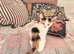 Last Calico Kitten