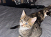 2 kittens