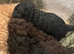 Toy poodle puppies