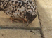 Button quails