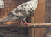 10 Pigeons For Sale mixed breeds