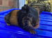 Male guniea pig ready to be reserved