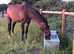 Full Grass Retirement Livery in Idyllic Setting in Surrey