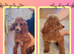 Toy poodle