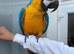 Blue & Gold Macaw &ndash; UK (Hand-Reared, Premium Companion)