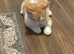 3 lovely kittens