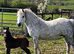 Welsh A Colt Foal Born March 2026
