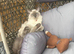 7 month old male ragdoll
