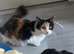 Beautiful 2y old norwegian forest mix breed female cat