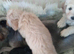 Healthy happy schnoodles