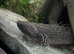 Armoured bichir