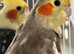 Beautiful baby cockatiels