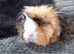 Two guinea pig girls