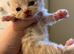 Exotic Persian Cross kittens for sale