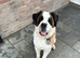 Saint Bernard
