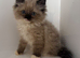 Persian x Ragdoll Kittens
