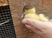 Ducklings available