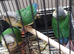 Pineapple / Green Cheek baby Conures