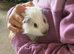 2 boar guinea pigs