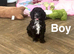 Lovely cockapoo 4 months old