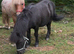 Brilliant kids Shetland gelding