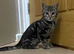 Female Bengal x British longhair
