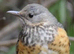 Pair Grey-backed thrushes