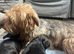 Yorkshire terrier puppies