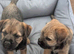 Beautiful border terrier pups