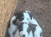Border collie puppies