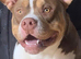Frenchyxpocketbully