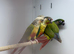 Conure