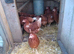Point of lay hens.