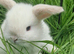 3 Adorable Baby Rabbits – Ready for Bookings