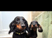 Lovely male Black and Tan mini dachshund born 16th March.