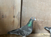Racing pigeons for sale