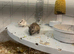 2 male gerbils