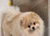 Stud Rocket pomeranian