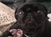 Pug puppy