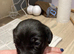Home reared Cockerdor Puppies