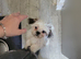 A Beautiful Girl Urgently needing a good home.