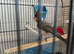 Red cardinal 2026 for sale