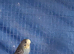 2 blue budgies