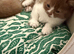 BSH girls cinnamon -white