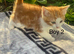 Beautiful kittens