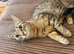 Beautiful friendly & loving house cat age 2, in need of a loving home urgently