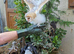 Barn Owl For Sale