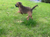 Border-terrier pups reddy to go