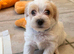 beautiful Bichon Frise