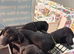 Puppies
